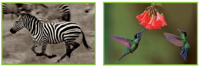 حركة الحيوانات حركة الحيوانات